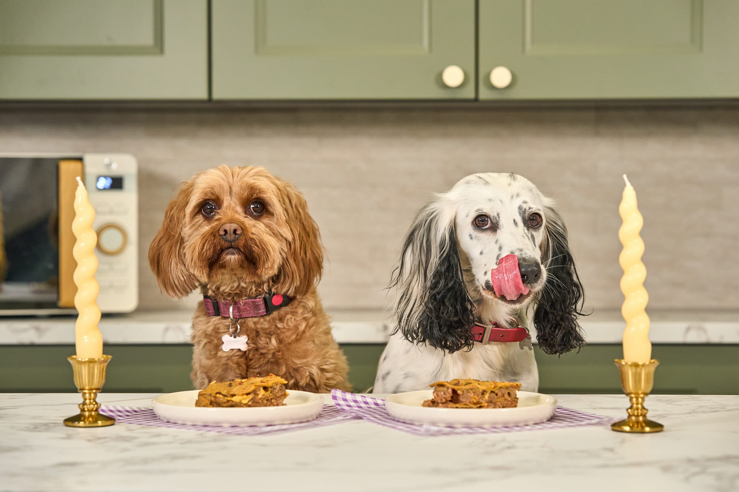 Two dogs eating Years food